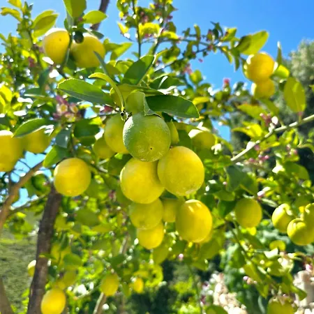 Lejlighed Philoxenia Guest