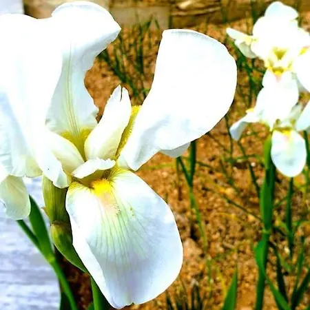 Philoxenia Guest Himare