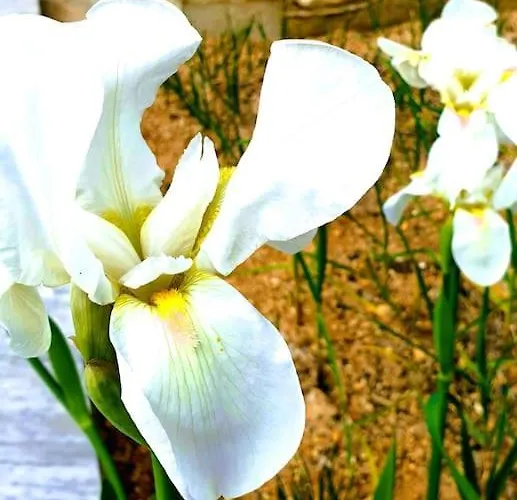 Philoxenia Guest Himarë