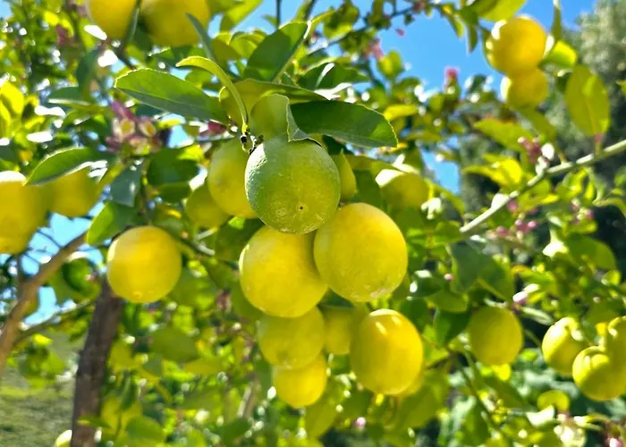 Daire Philoxenia Guest